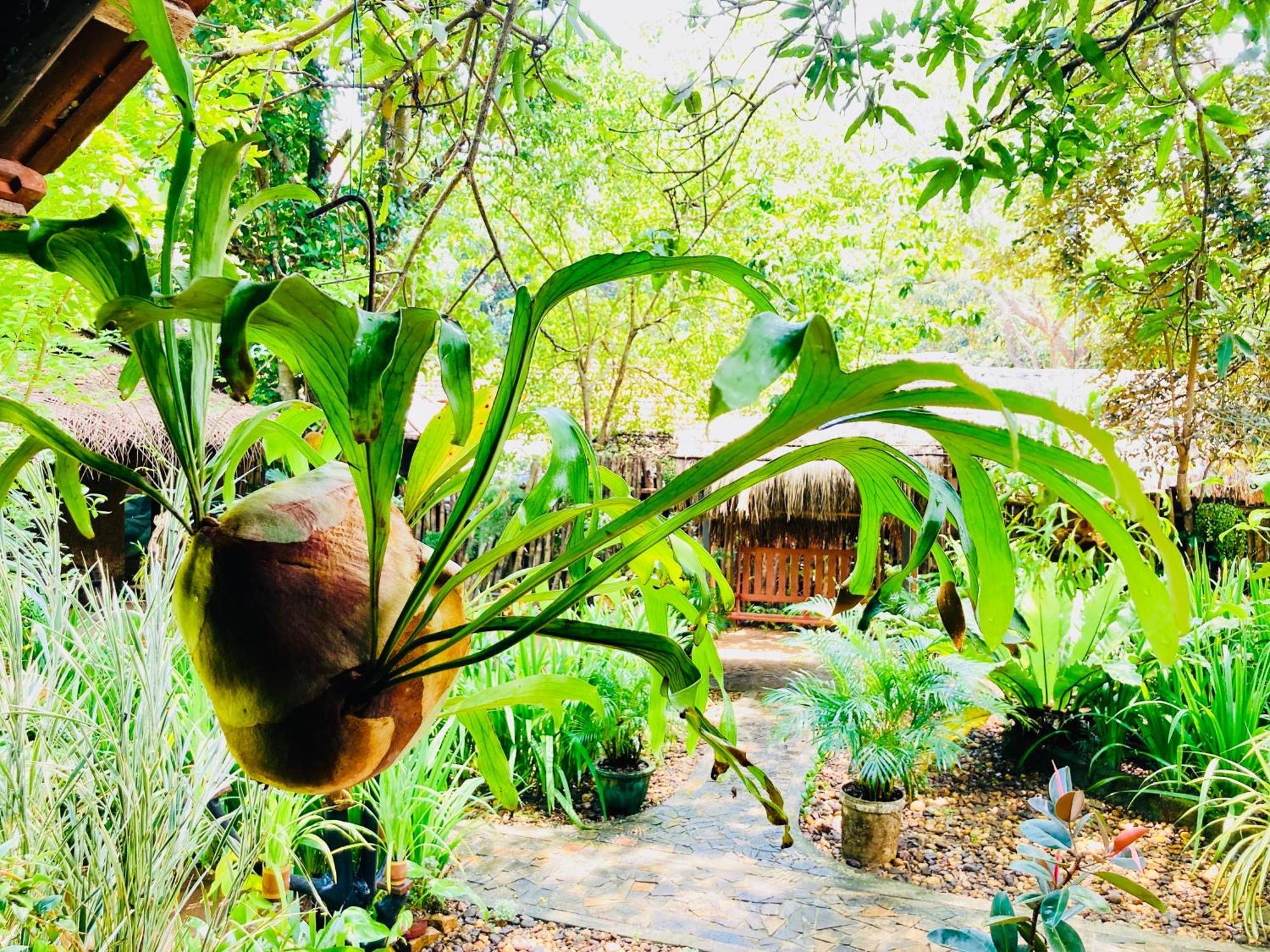 אודוואלאווה Green Paradise Cottage Udawalawa מראה חיצוני תמונה