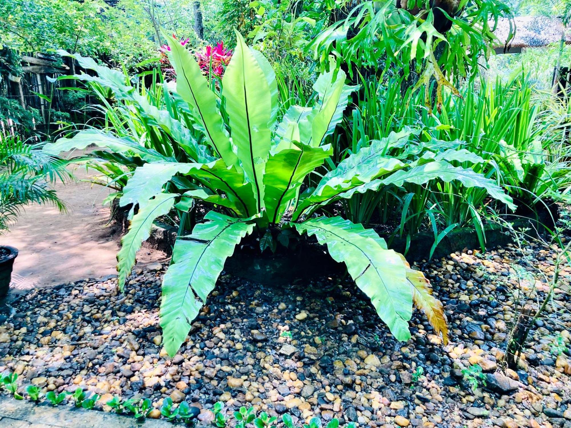 אודוואלאווה Green Paradise Cottage Udawalawa מראה חיצוני תמונה