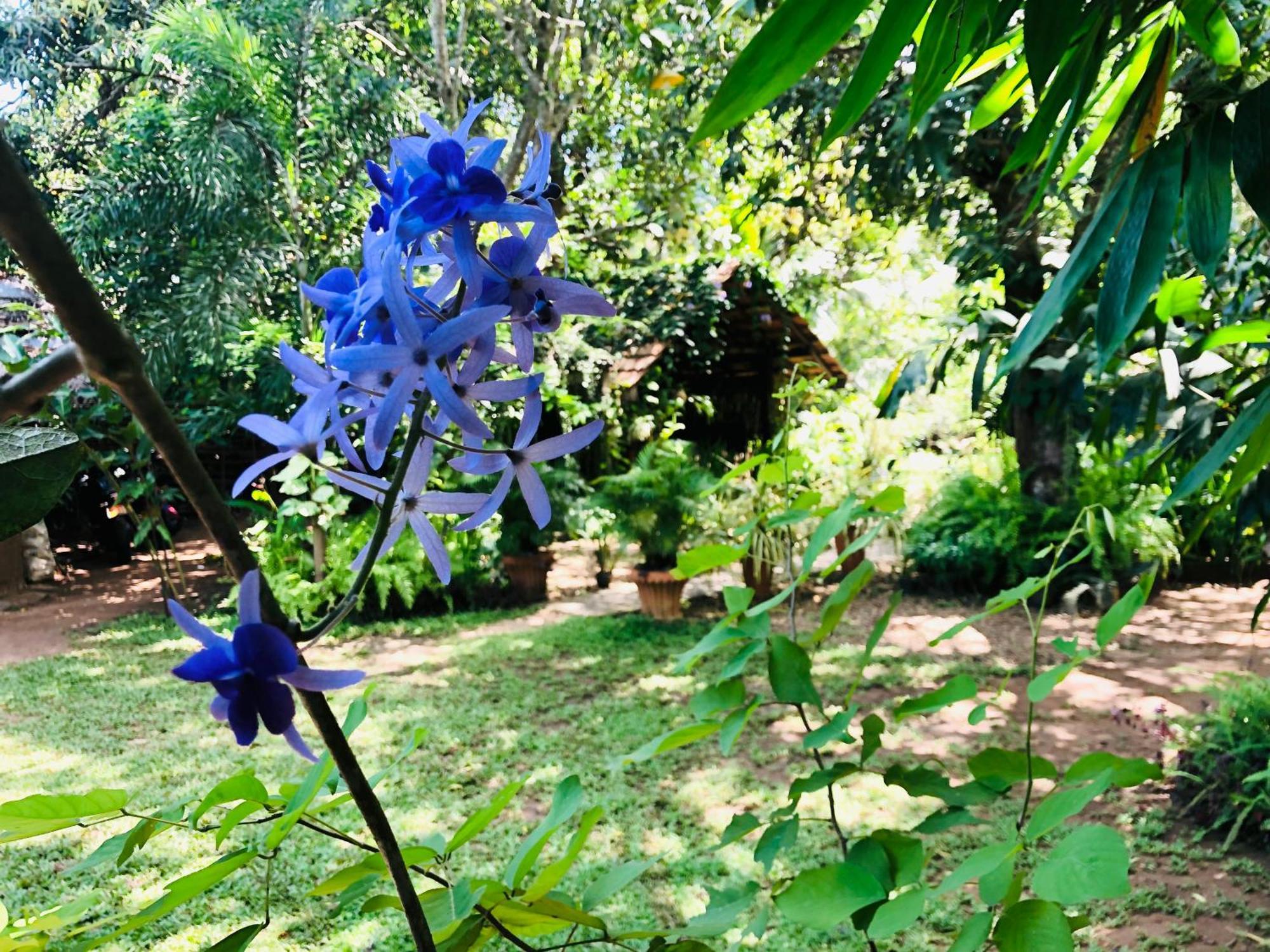 אודוואלאווה Green Paradise Cottage Udawalawa מראה חיצוני תמונה